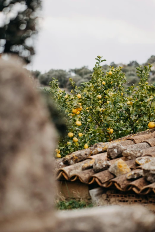 a bunch of fruit that are on some roof