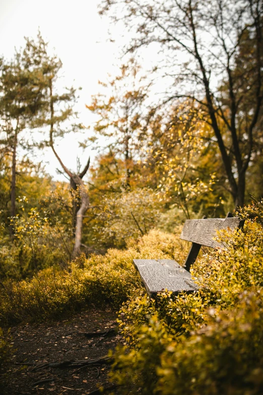 a bench sits in the woods next to an over grown tree