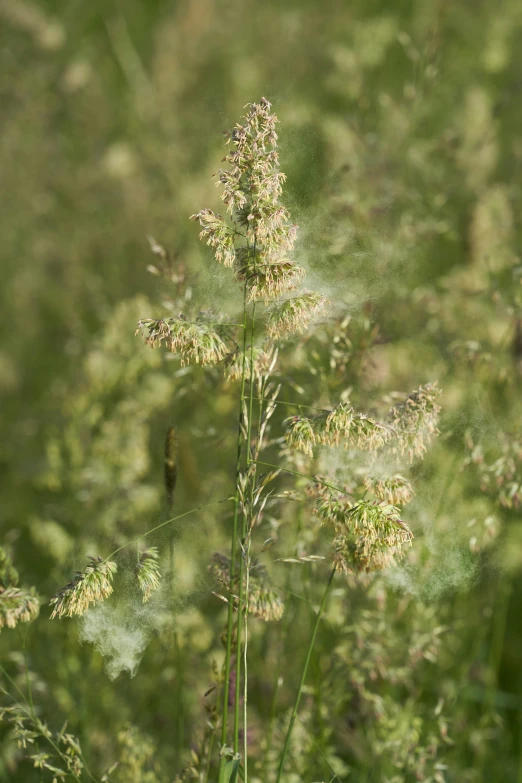 the green vegetation has many thin stems