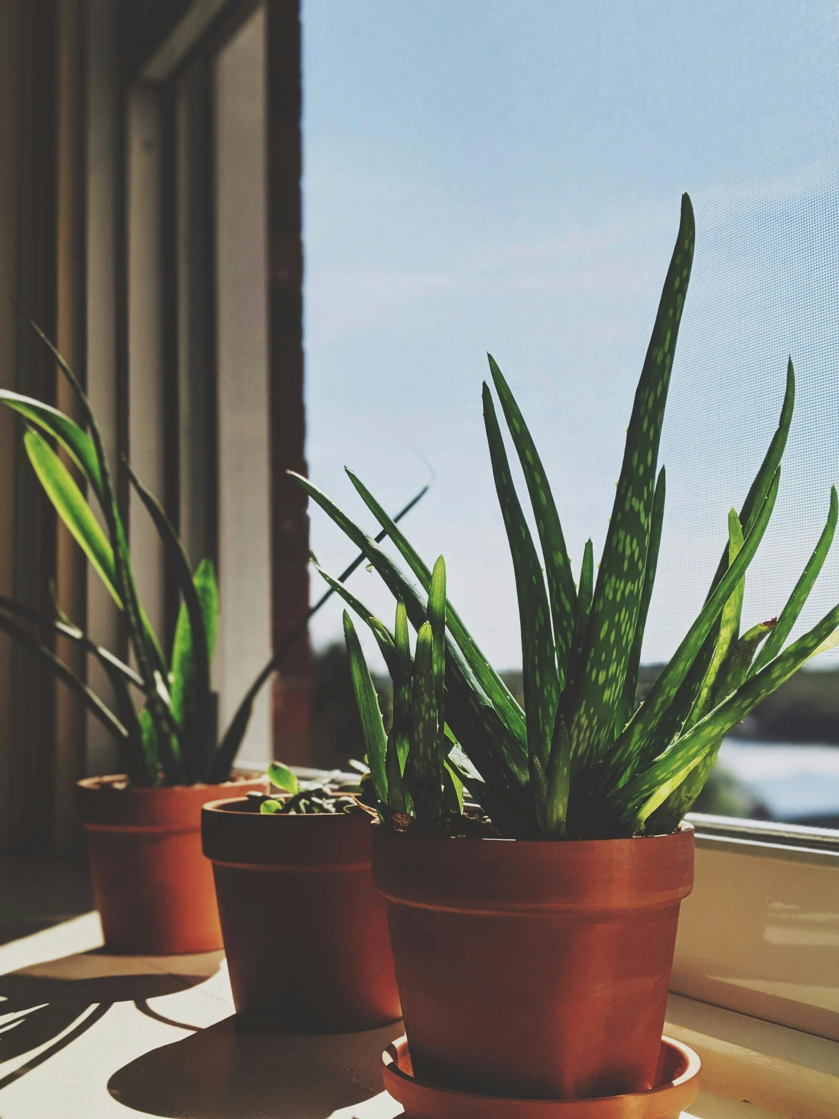 the green plants in pots are beside a window