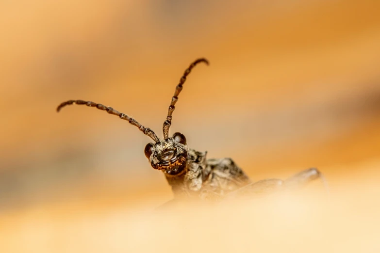 a small insect with long antennae sitting on a rock