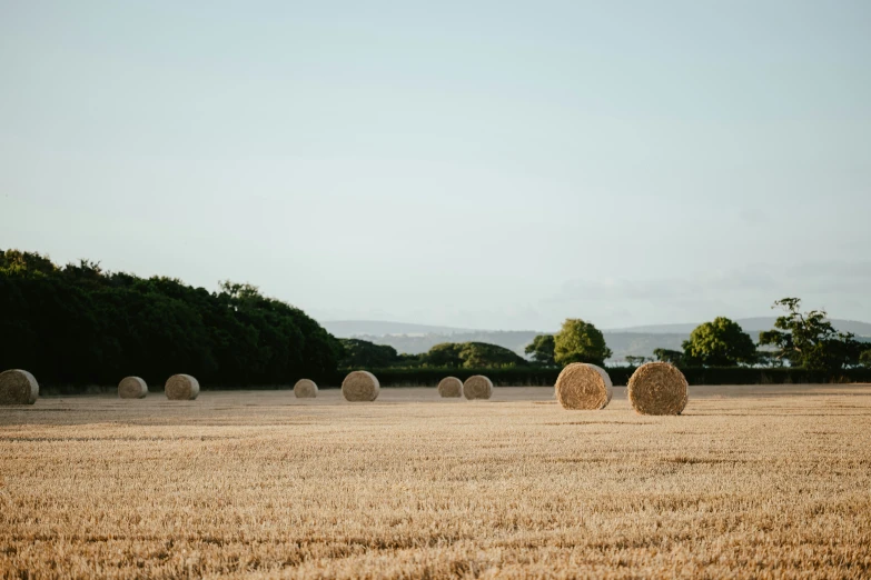 a field full of hay bails next to trees