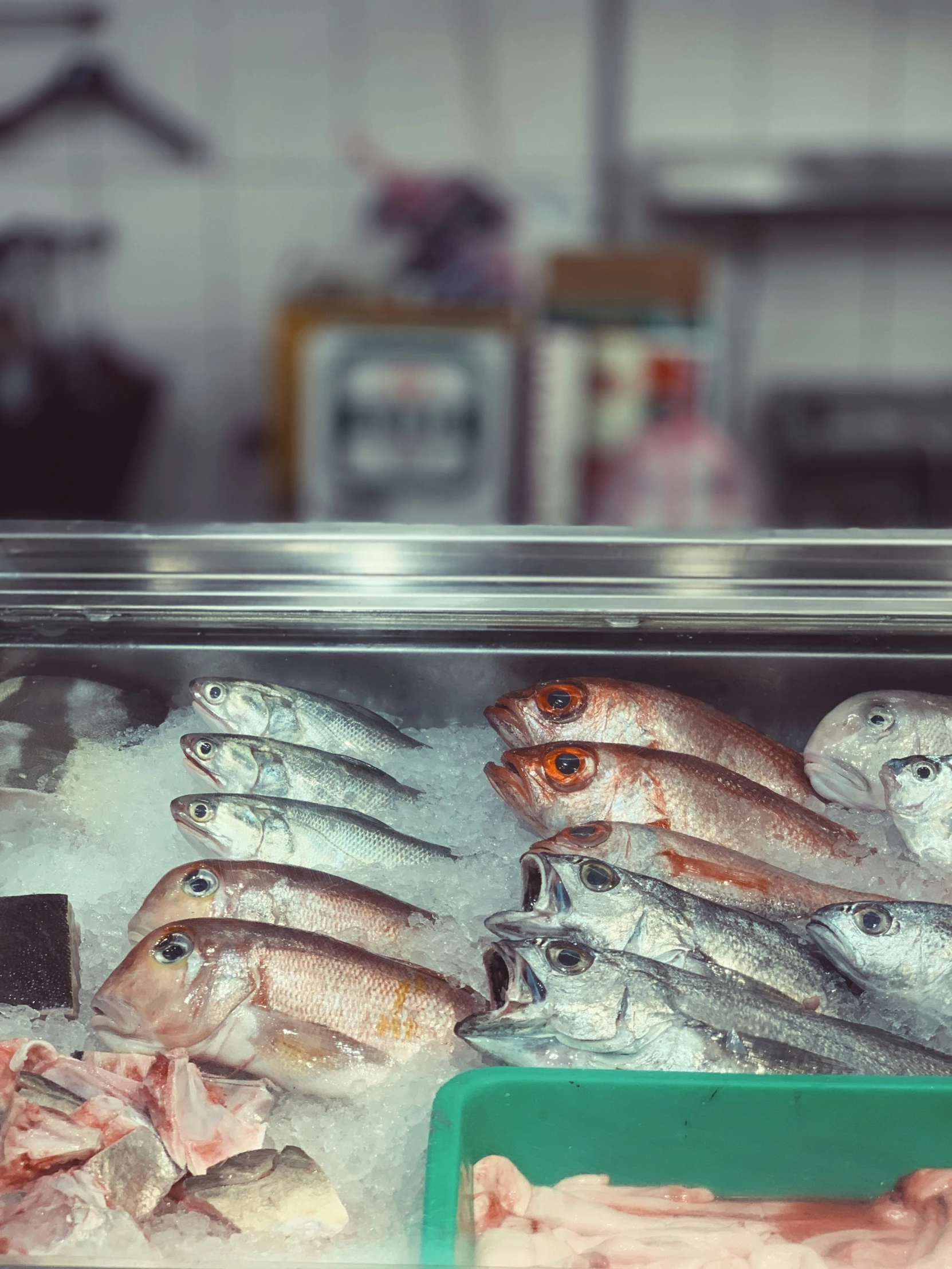 several fish are in an open plastic container