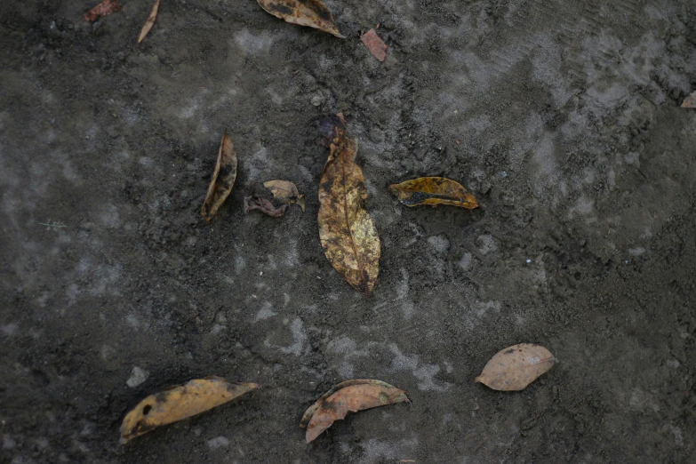 a picture of an area with lots of dry leaves