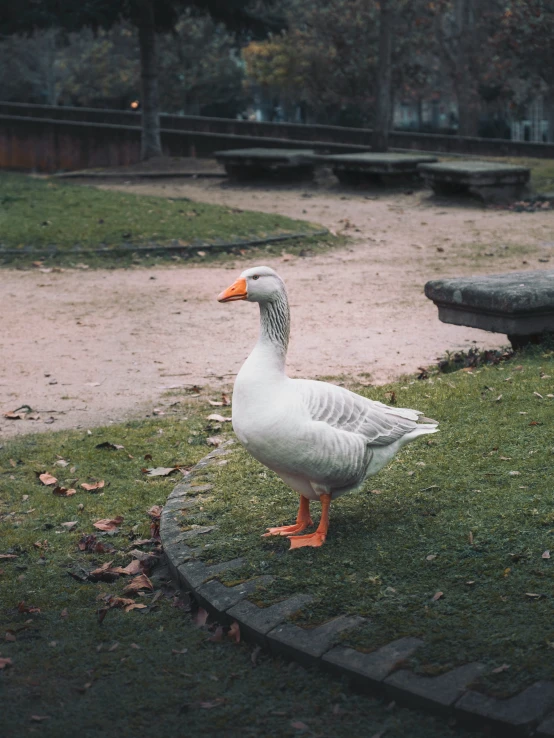 duck standing on lawn near picnic benches in park