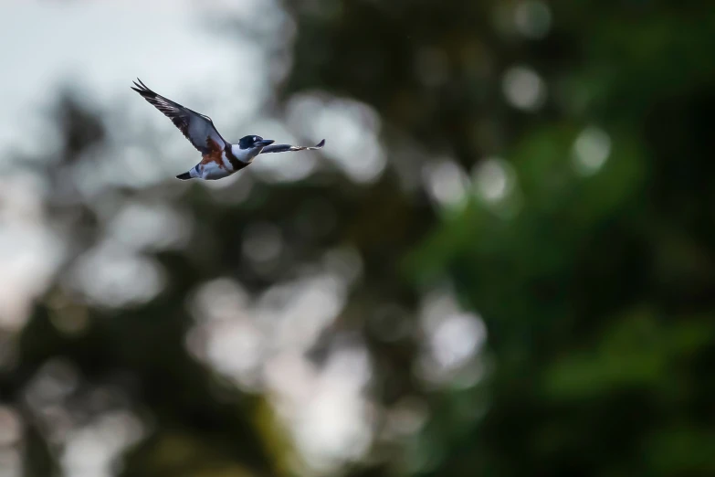 a small bird is flying past some trees