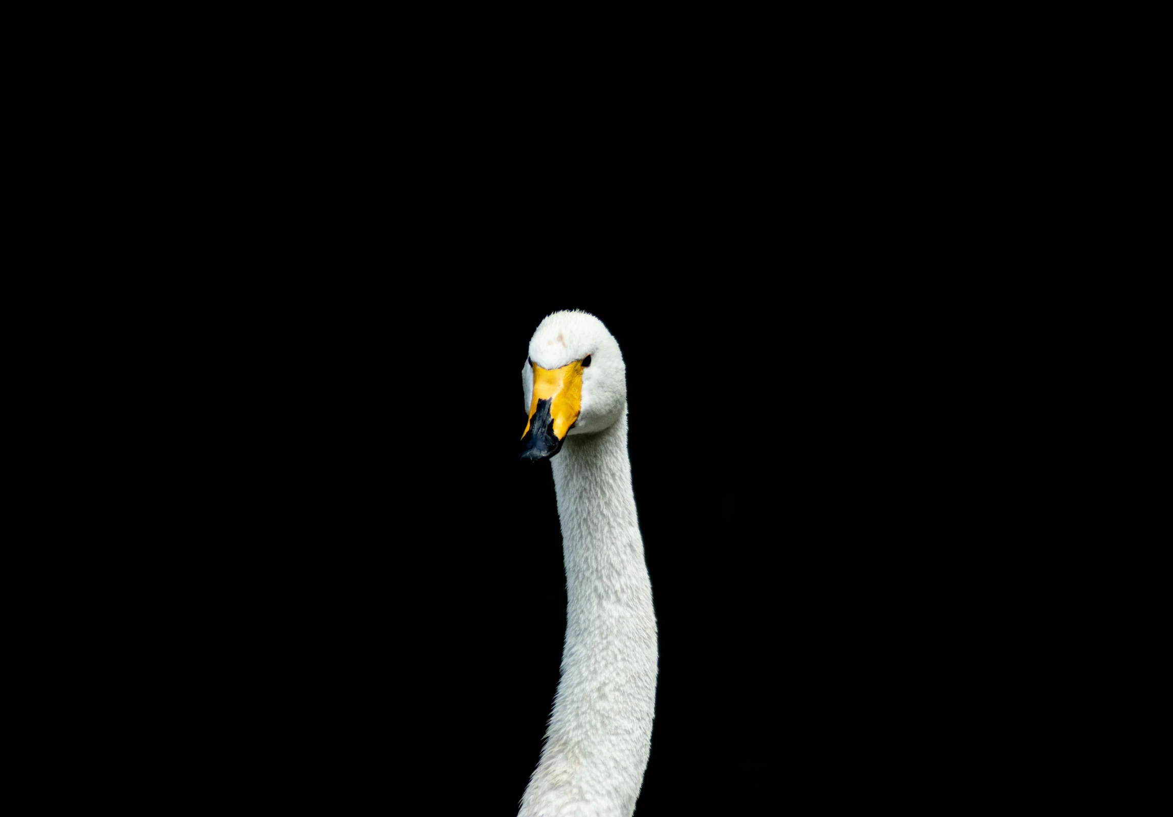 a goose with long beak standing in the dark