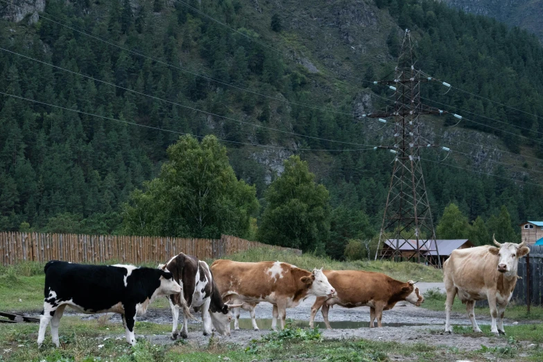 a group of cows that are standing in the grass