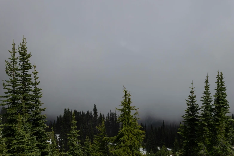 the sky is very dark and misty with trees