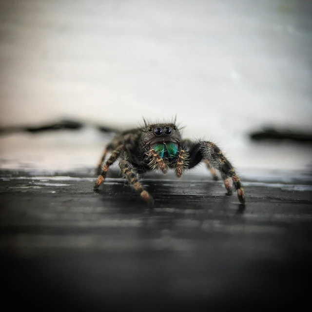 a large spider is running on the ground