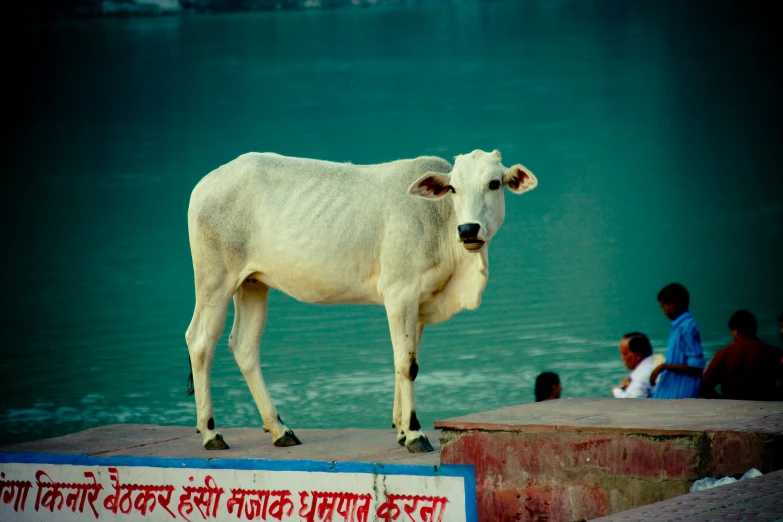 a white cow standing on top of cement blocks near water