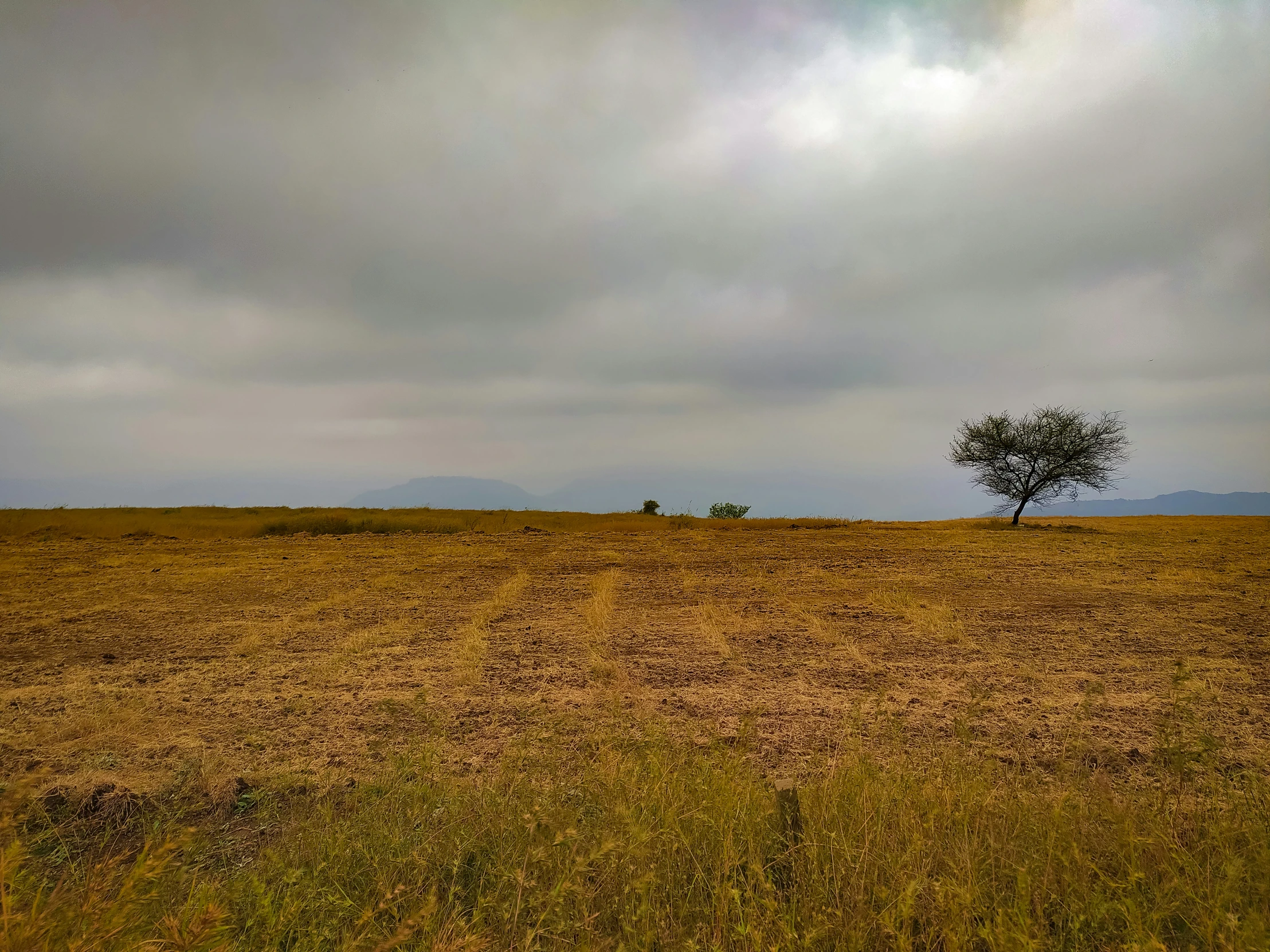 an empty grassy field with a lone tree in the distance