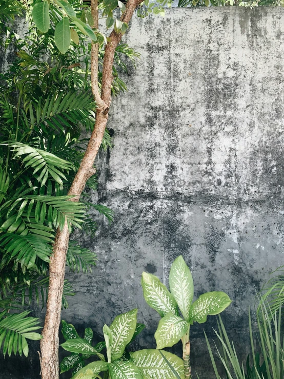 some plants are growing near a grey wall