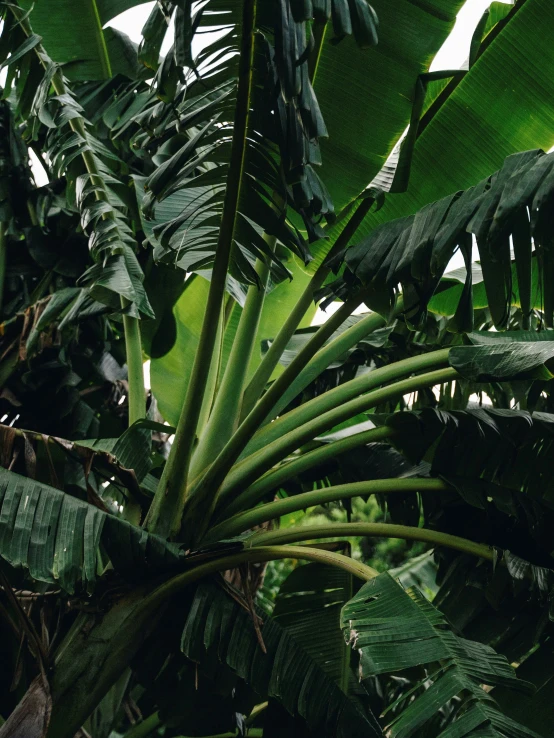 this image is the centerpiece of many tropical plants