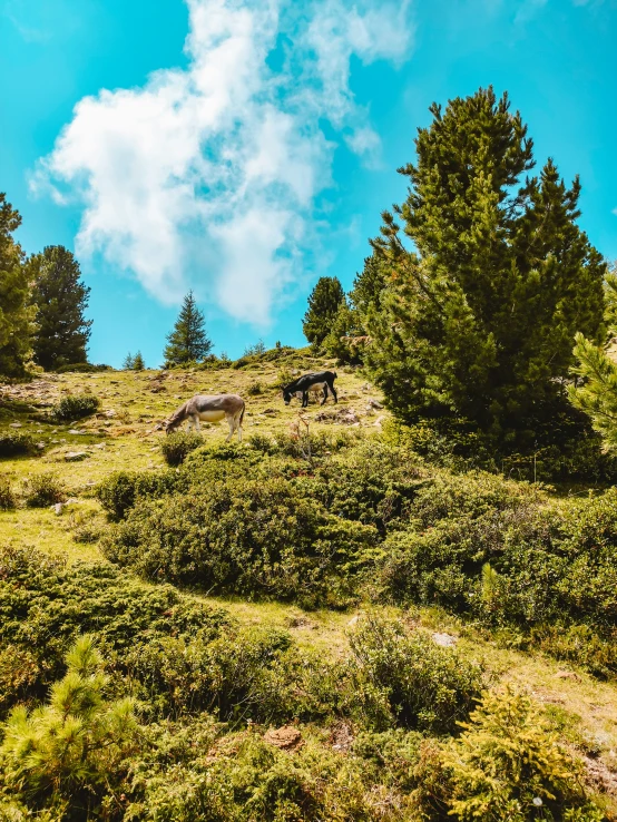 a group of wild animals grazing in a green field