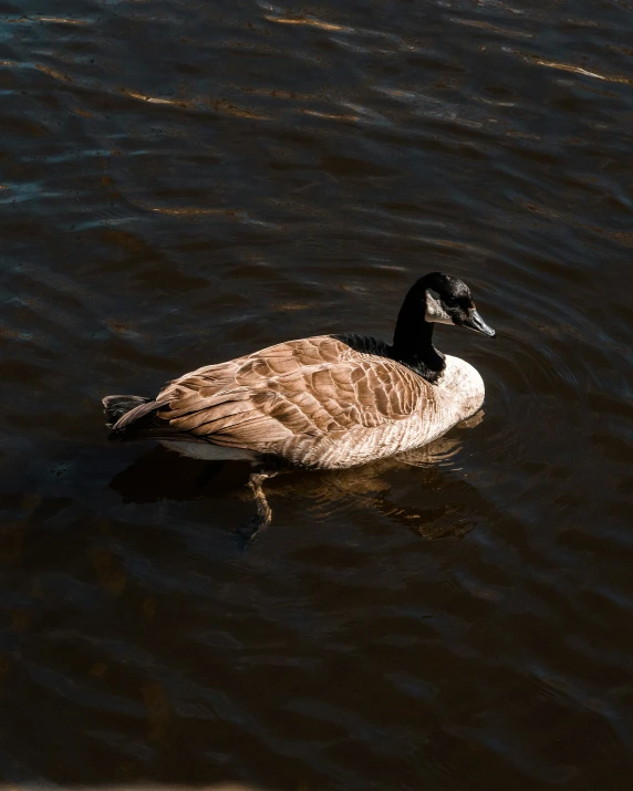 a single goose is in the lake with brown water