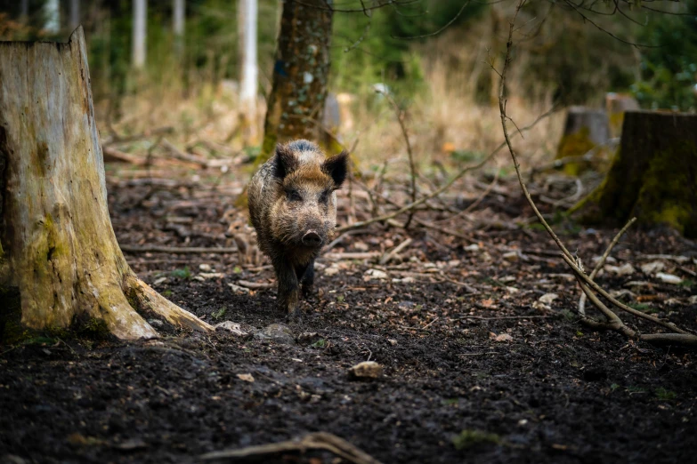 a pig walking in a forest next to a tree