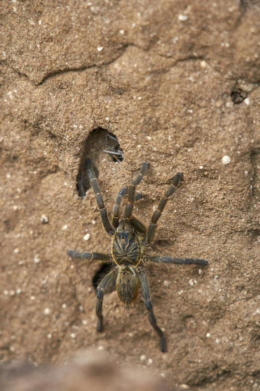 a large spider standing on a piece of dirt