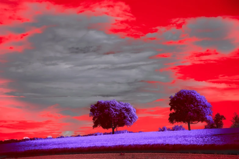 infraredized landscape with trees in red and pink