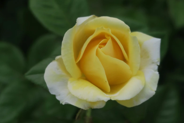 a close - up view of the top end of a yellow rose