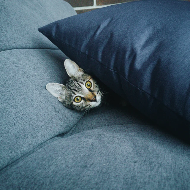 a gray striped cat is hiding under a blue pillow
