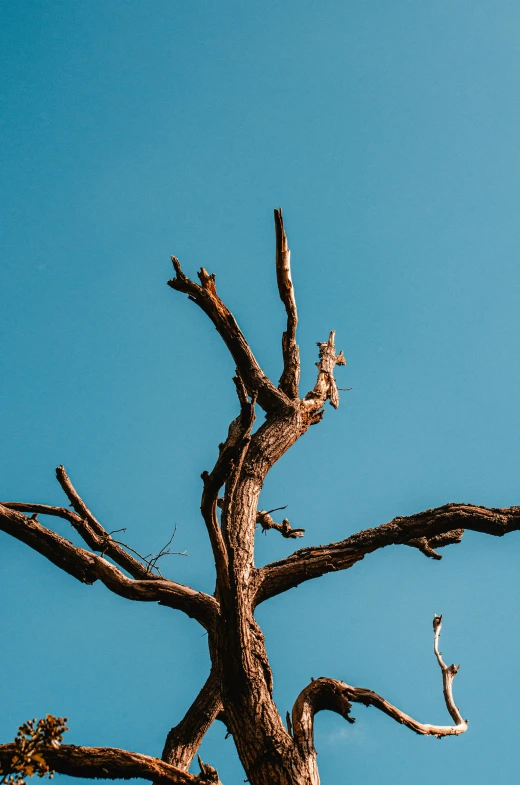 an ostrich stands on the nch of a large tree