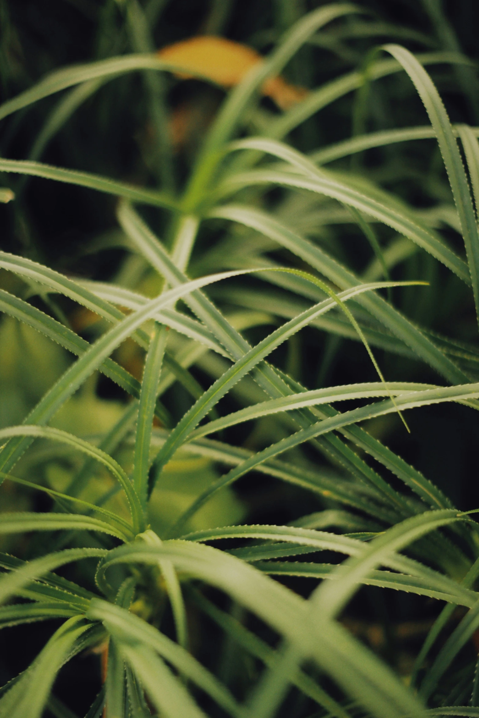 close up of the green stems of a plant