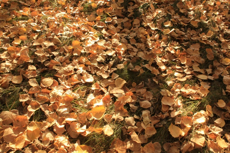 there is a very large pile of leaves in the grass