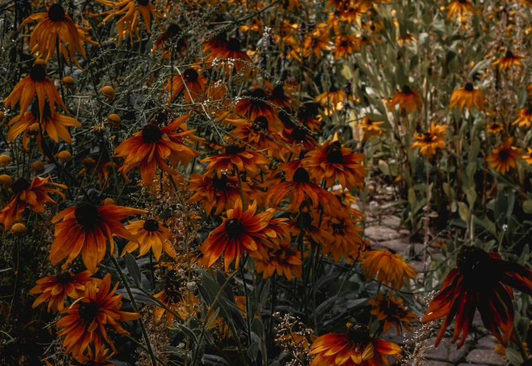 there is a lot of yellow flowers in the yard