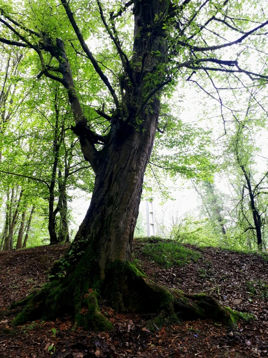 a tree is bent and is surrounded by leaves