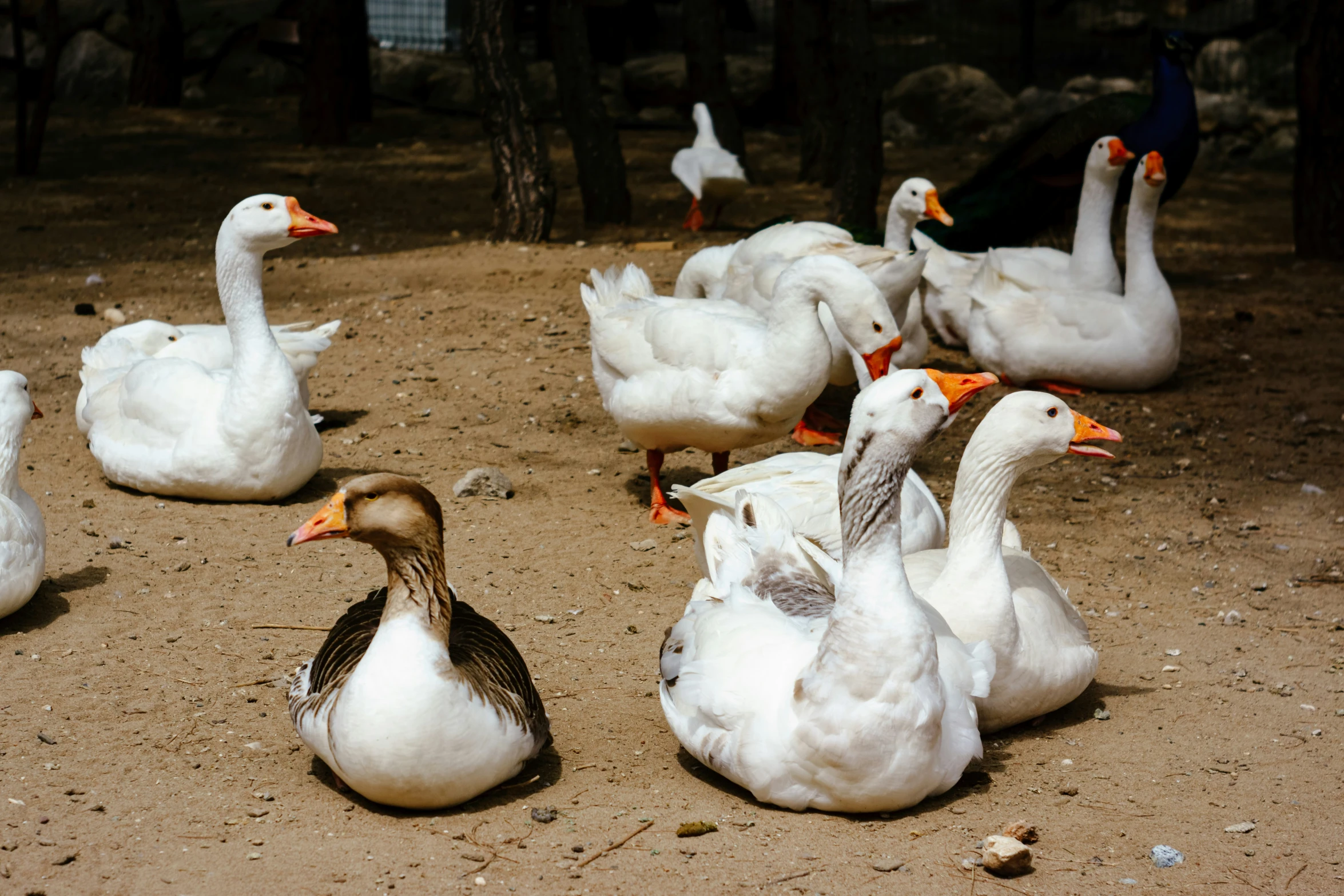 a flock of geese standing around on the ground