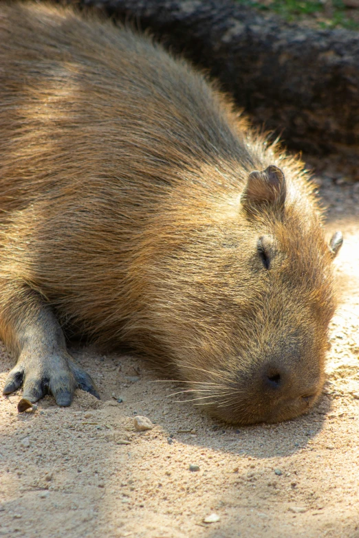 a young capybara sleeping on the sand