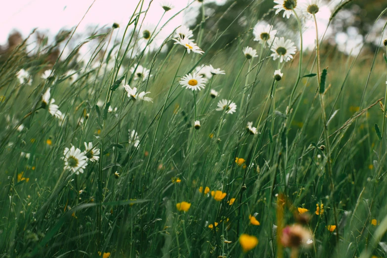 white and yellow flowers in the grass