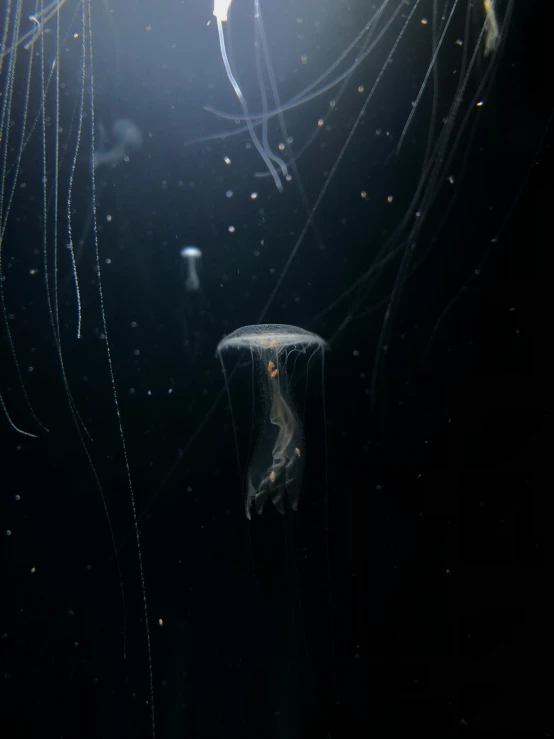 a large white jellyfish floating through the air