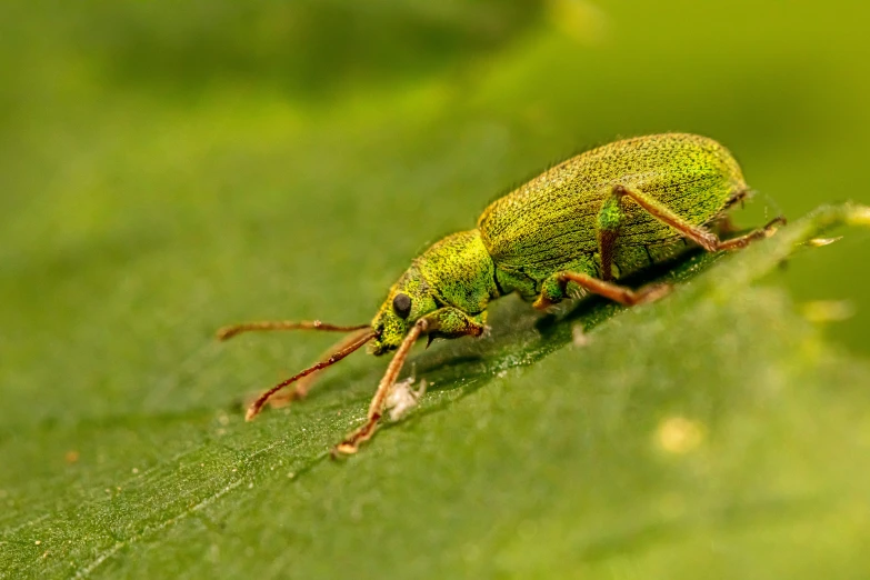 a green insect sitting on top of a leaf