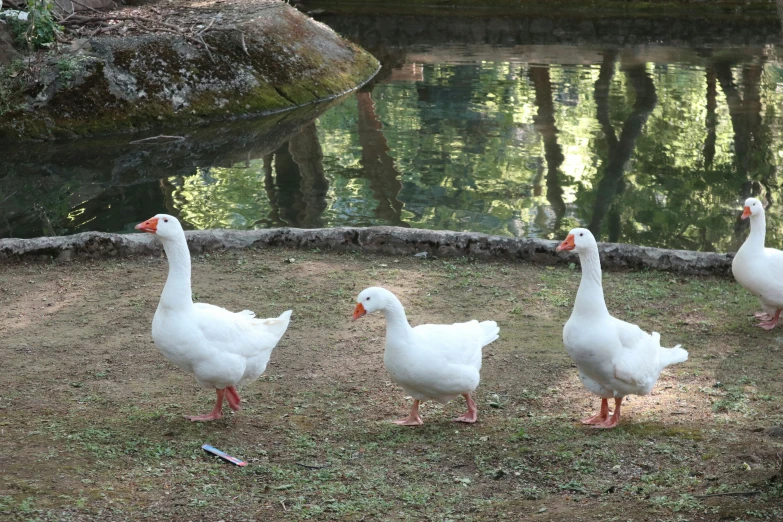 a small group of geese standing around by a pond