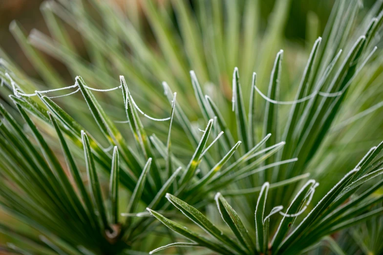 closeup image of pine needles with dew