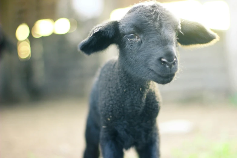 a small sheep standing on the side of a field