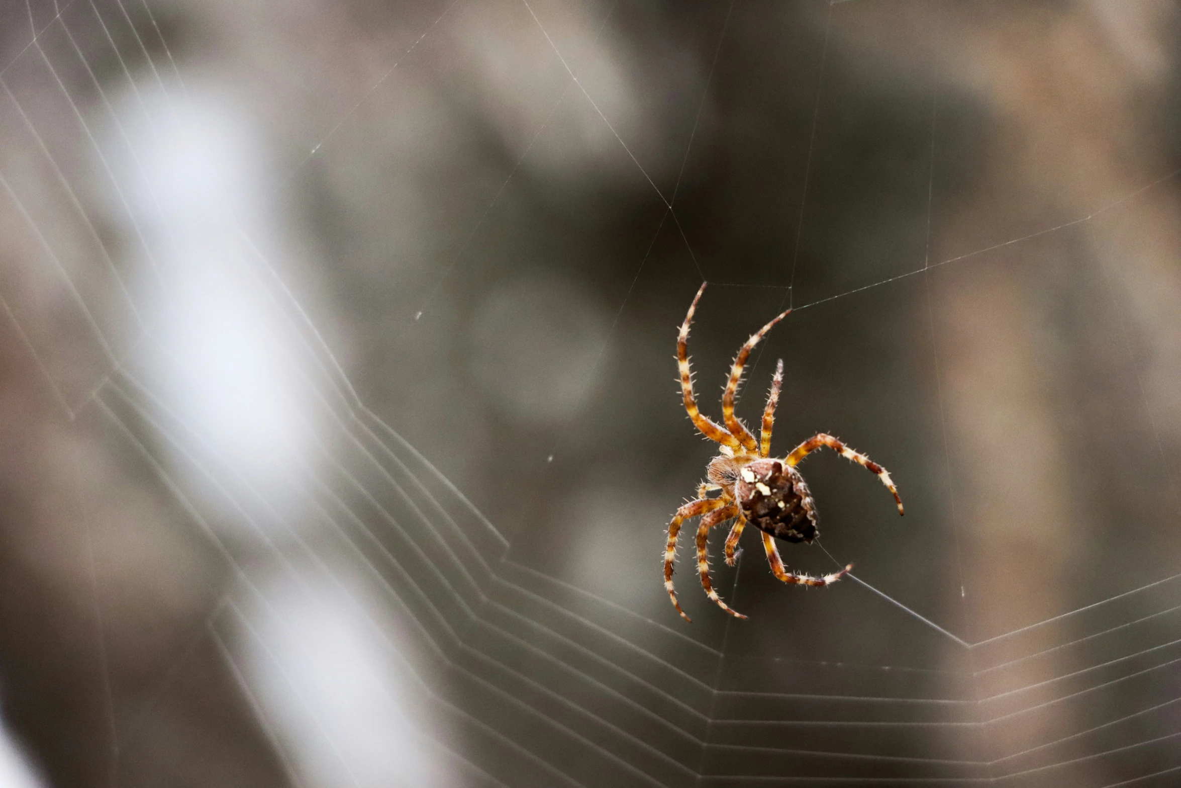 a spider sits in its web outside its home