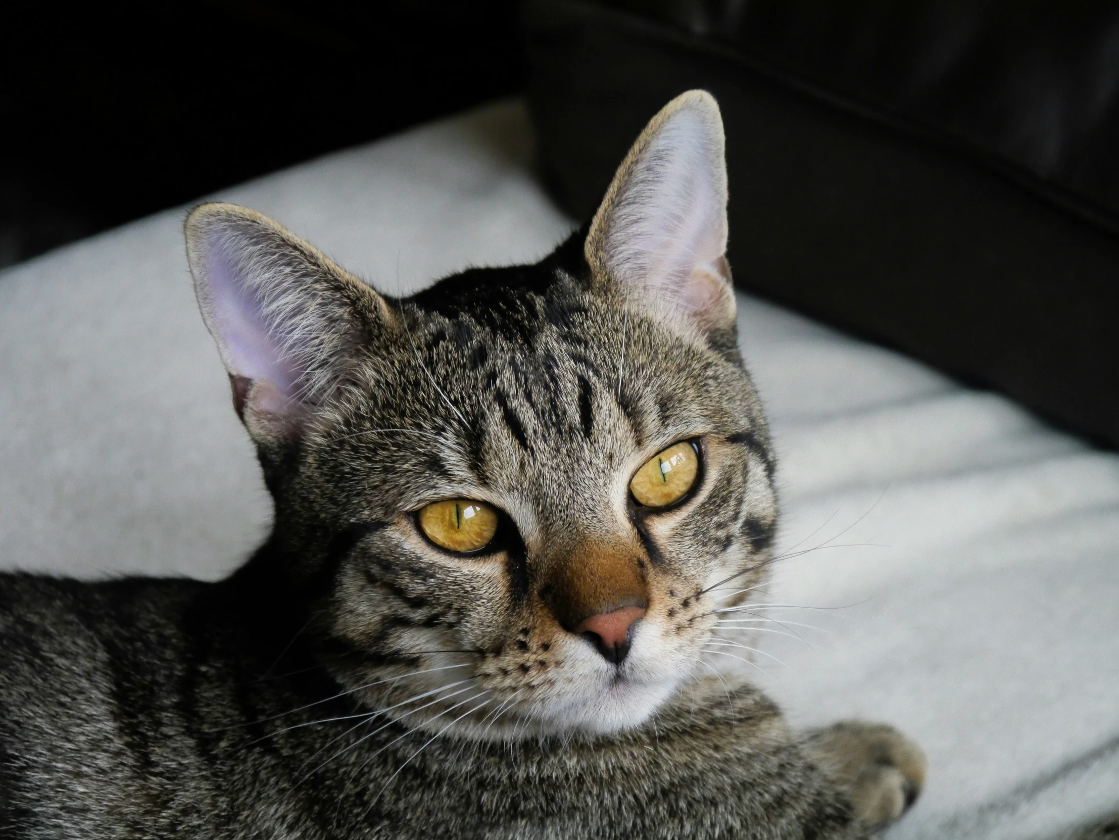 a cat staring straight ahead while lying on a bed