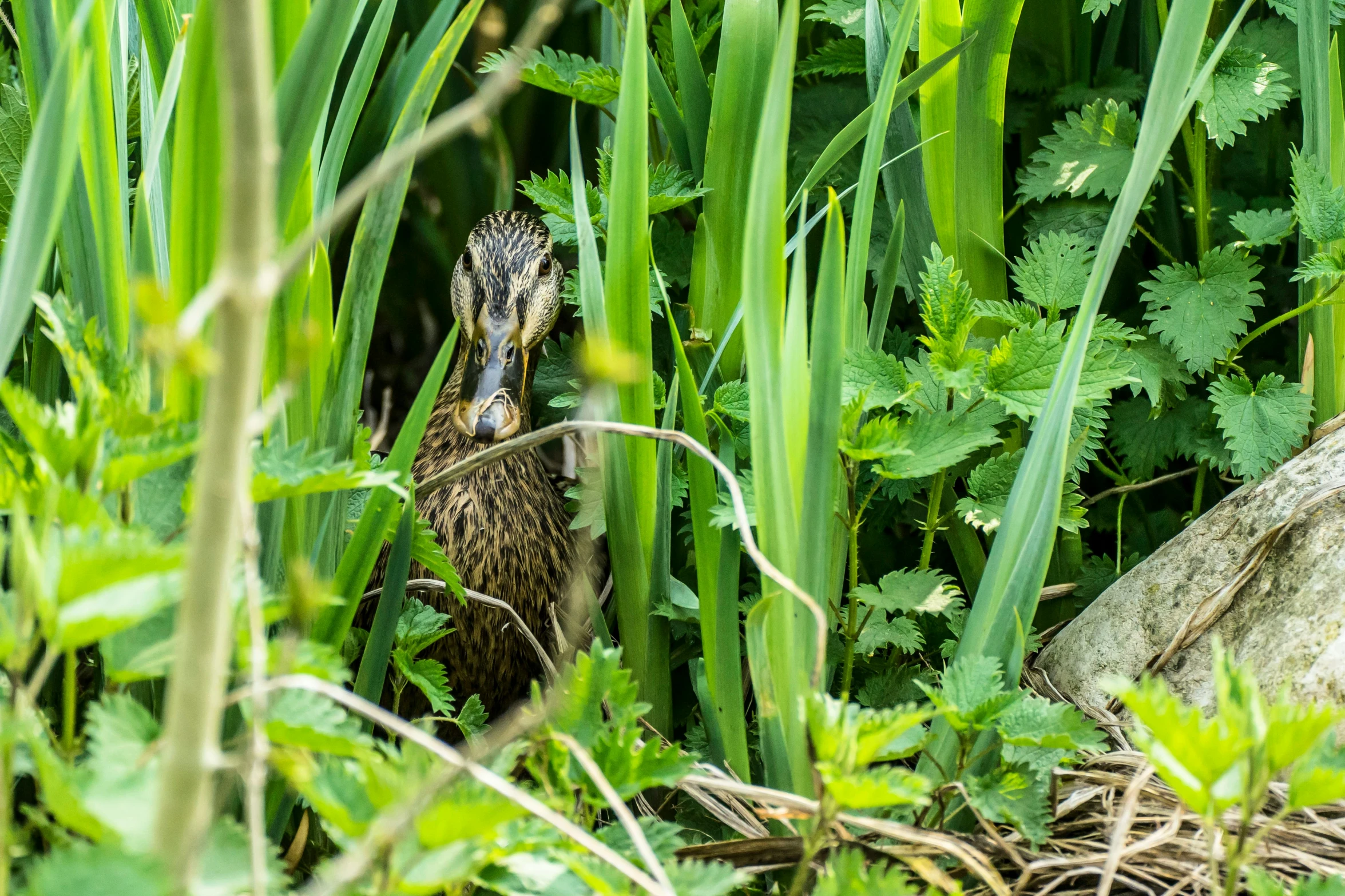 this bird is hiding in the tall green grass