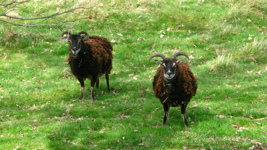 two long - horn sheep walking along a green field