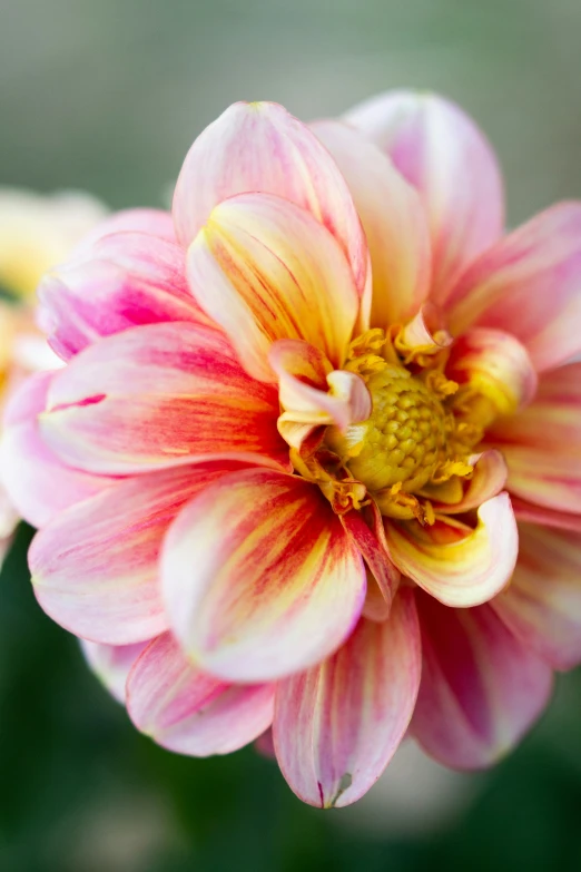 a close up of a flower on a plant