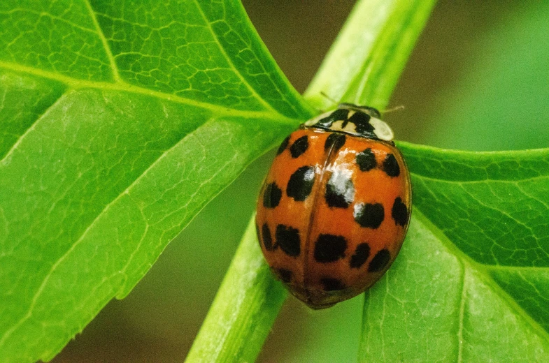 a lady bug sits on top of a green leaf