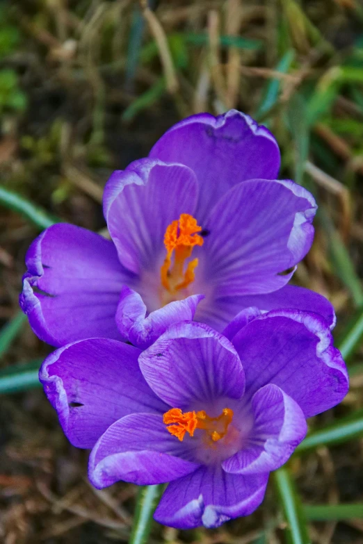 three purple flowers in the middle of grass