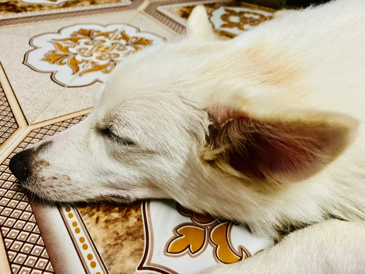 a close up of a dog laying on top of a floor