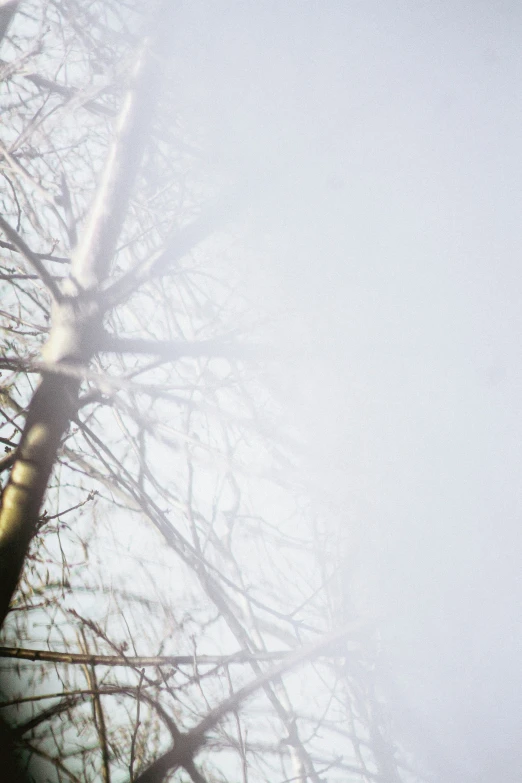 the tops of trees with no leaves stand in the fog