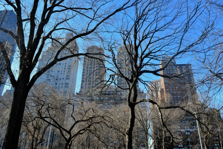 a large group of trees are in front of buildings