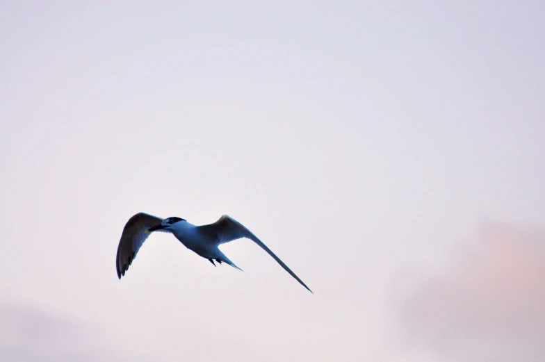 a seagull soaring through the sky, looking for food