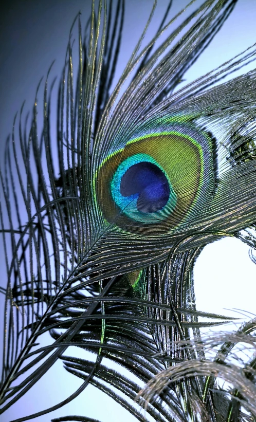 the back side of a peacock tail with water droplets on it